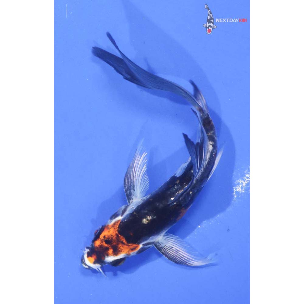 4.5” Imported Kin Kikokuryu Butterfly Koi