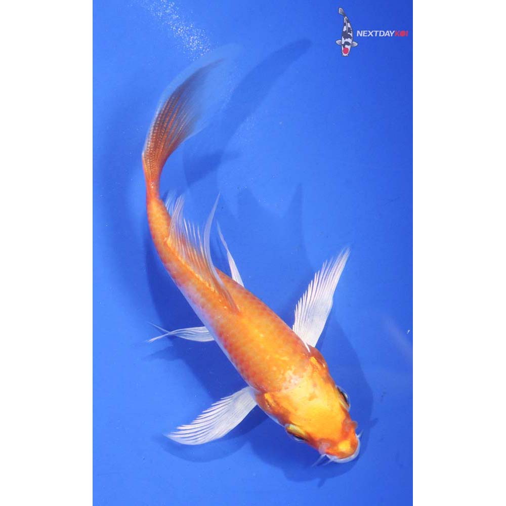 4.5” Imported Hariwake Butterfly Koi