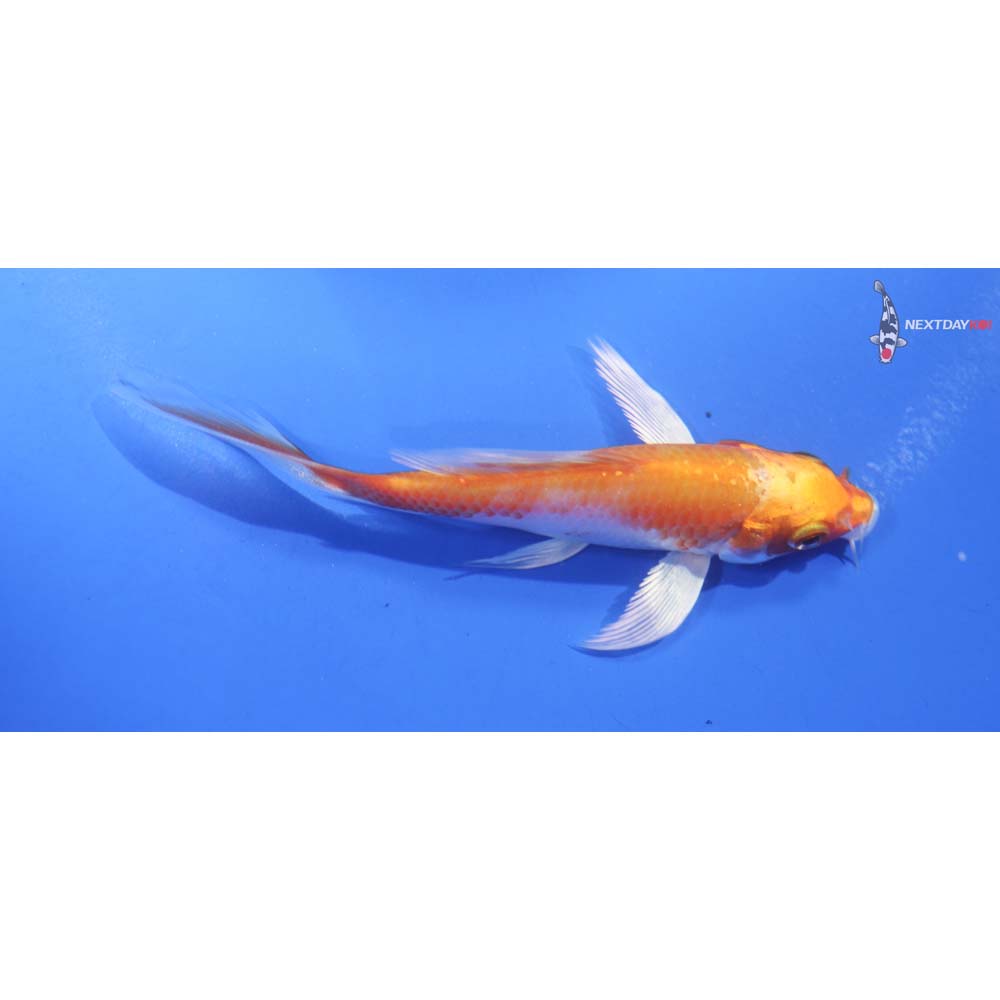 4.5” Imported Hariwake Butterfly Koi
