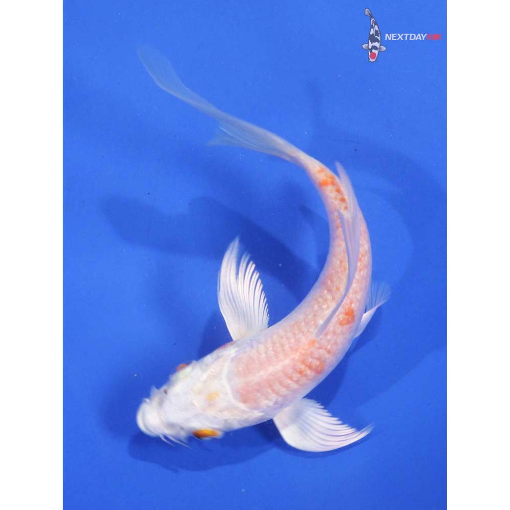 4.5” Imported Hariwake Butterfly Koi