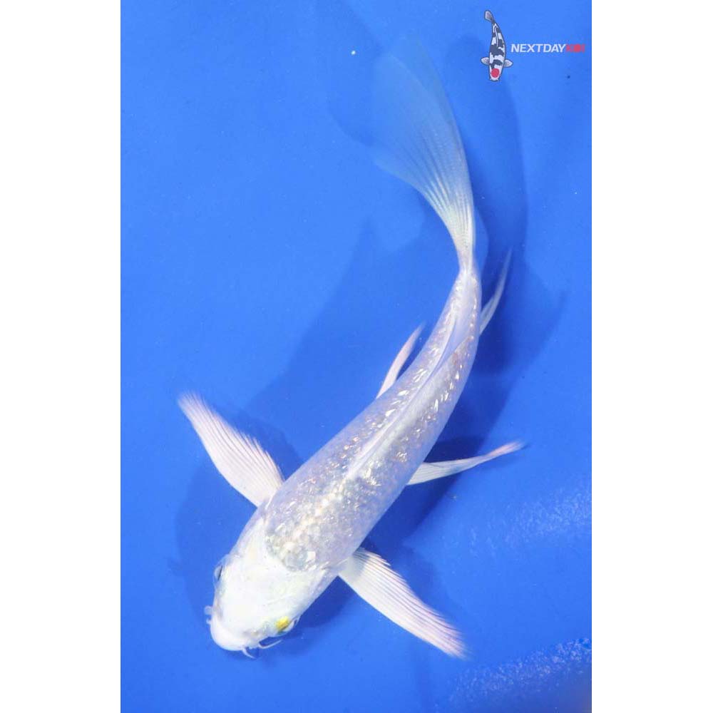 4.5” Imported Gin Rin Platinum Ogon Butterfly Koi