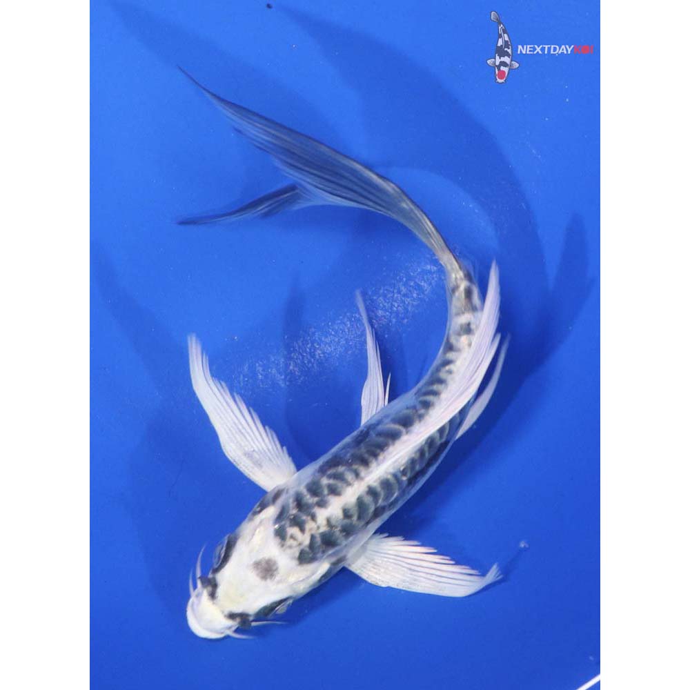 5.5” Imported Kikokuryu Butterfly Koi