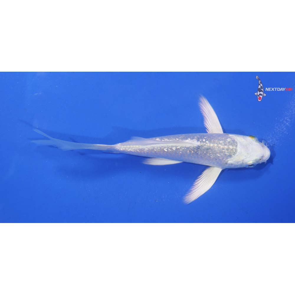 4.5” Imported Gin Rin Platinum Ogon Butterfly Koi