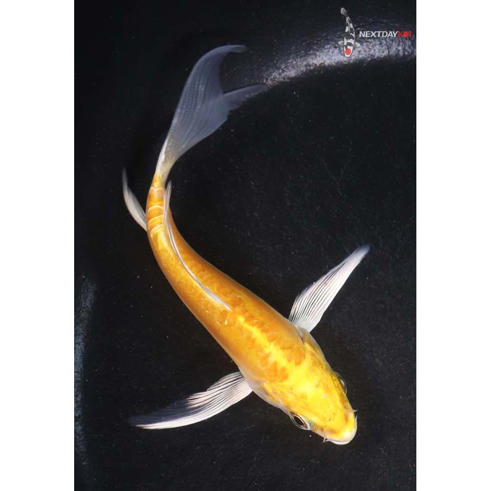 4.5” Imported Doitsu Yamabuki Ogon Butterfly Koi