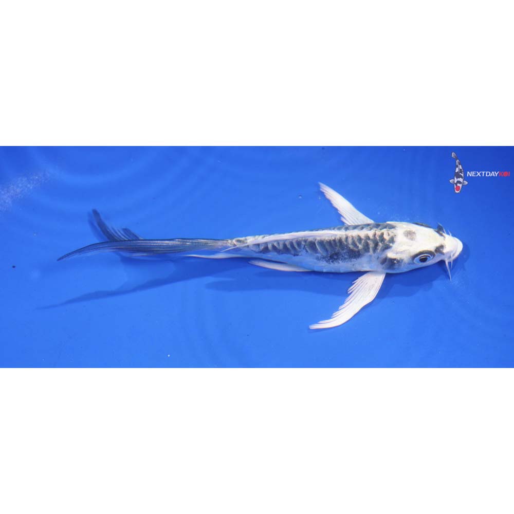 5.5” Imported Kikokuryu Butterfly Koi