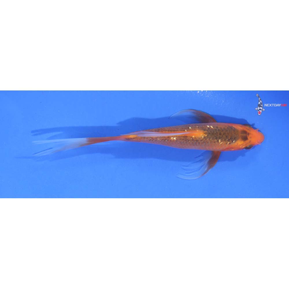 5” Imported Gin Rin Orenji Matsuba Butterfly Koi