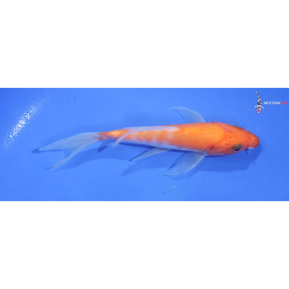 5” Imported Kohaku Butterfly Koi