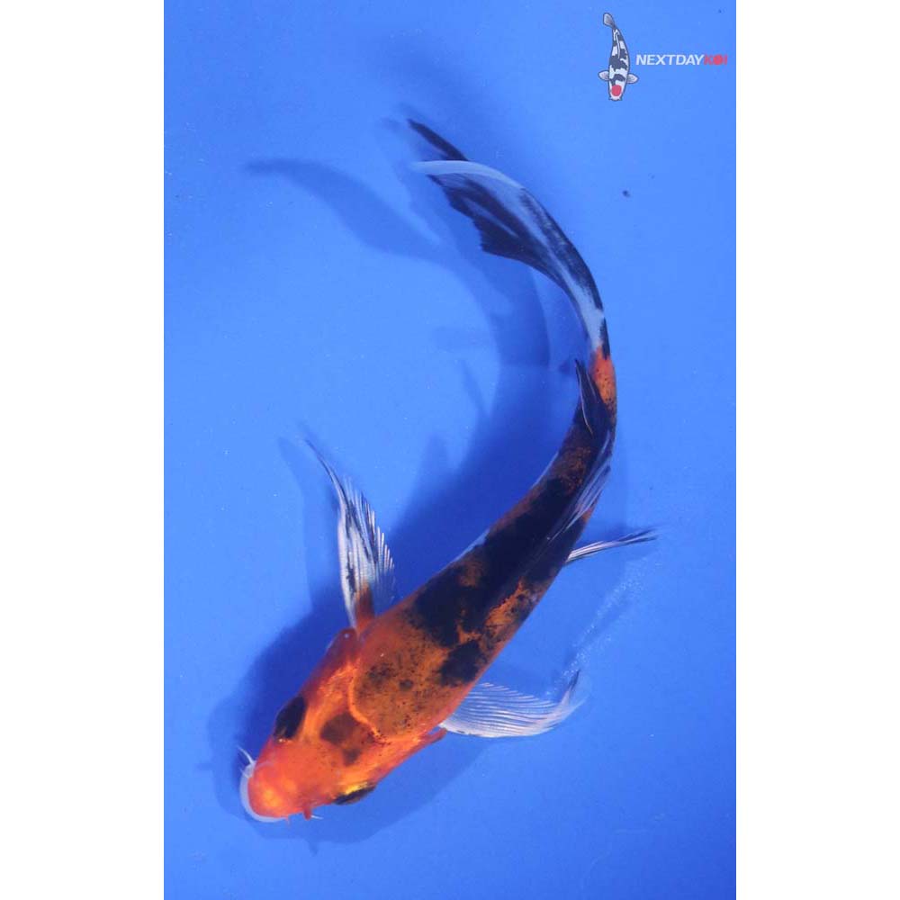 5” Imported Yamato Nishiki Butterfly Koi