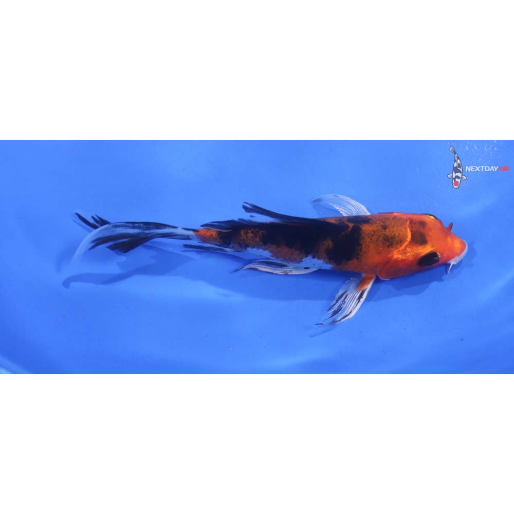 5” Imported Yamato Nishiki Butterfly Koi
