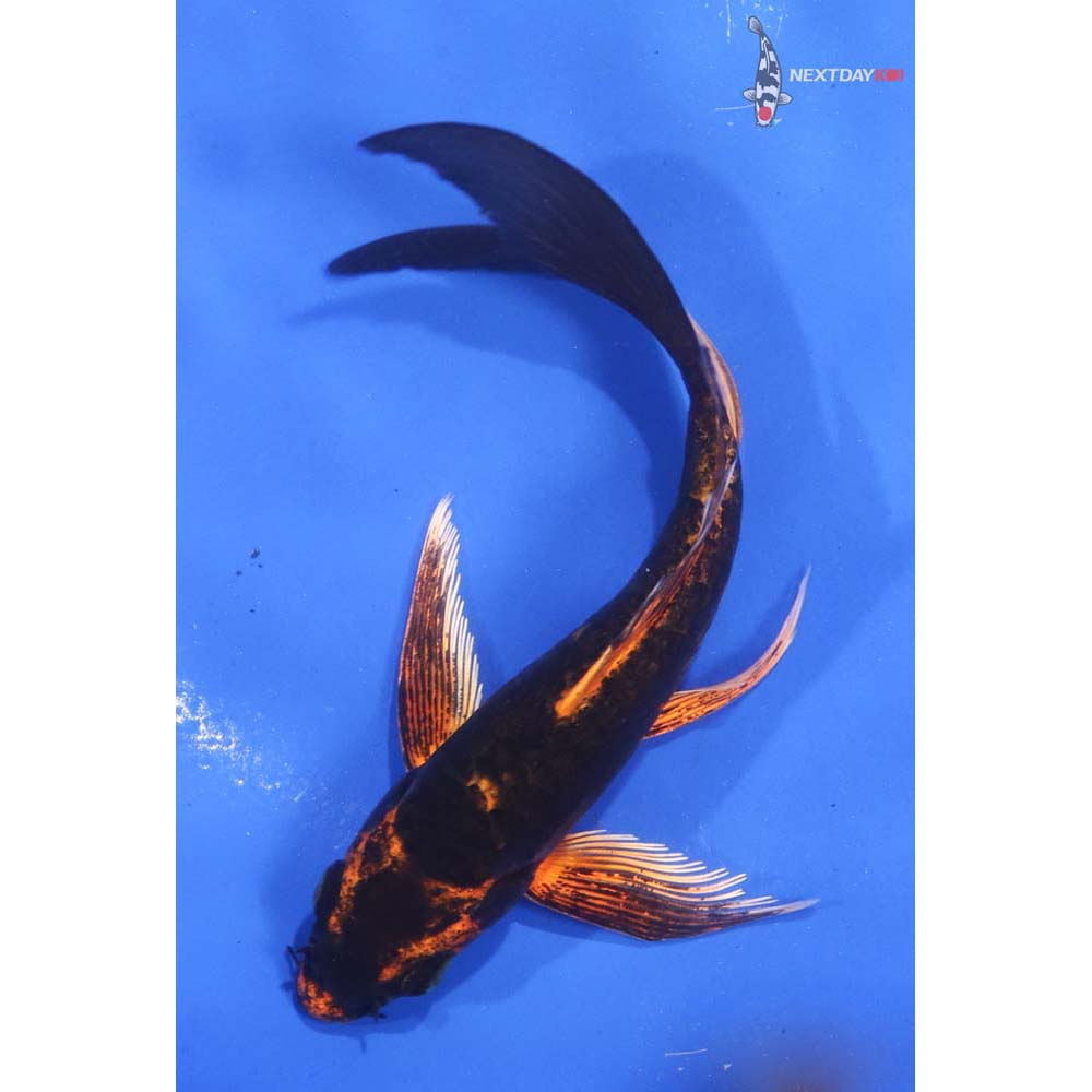 5” Imported Kin Kikokuryu Butterfly Koi