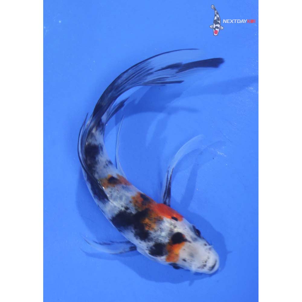 4.5” Imported Sanke Butterfly Koi
