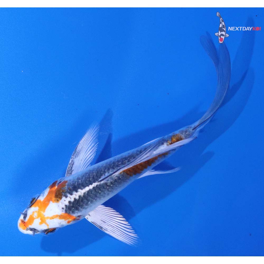4” Imported Kujaku Butterfly Koi