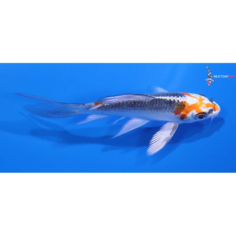 4” Imported Kujaku Butterfly Koi