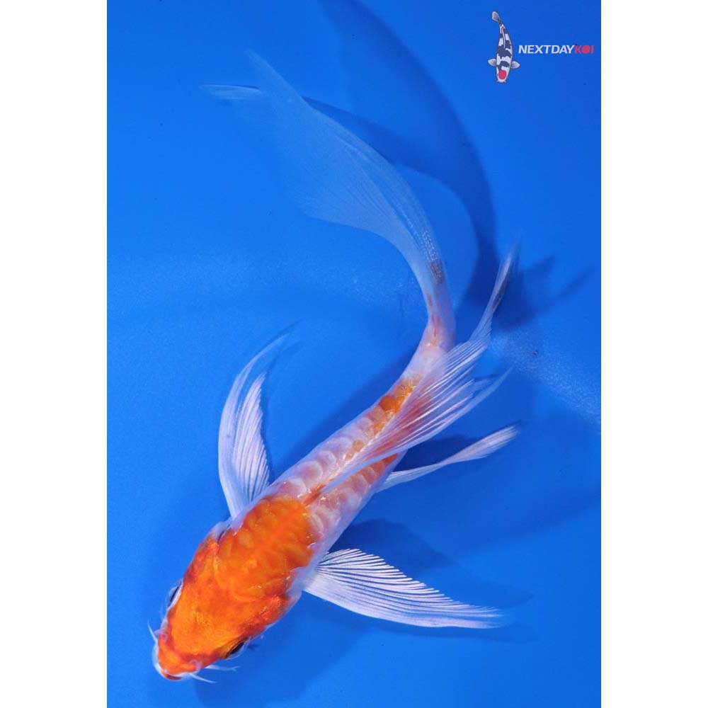 4.5” Imported Armor Scaled Hariwake Butterfly Koi