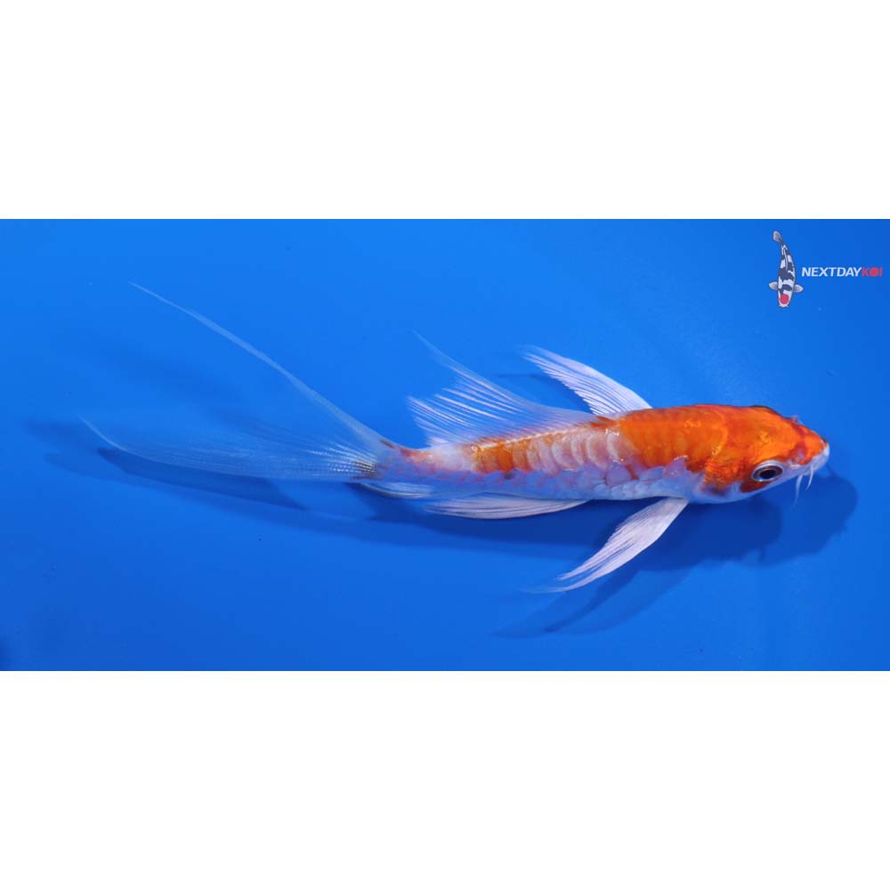 4.5” Imported Armor Scaled Hariwake Butterfly Koi