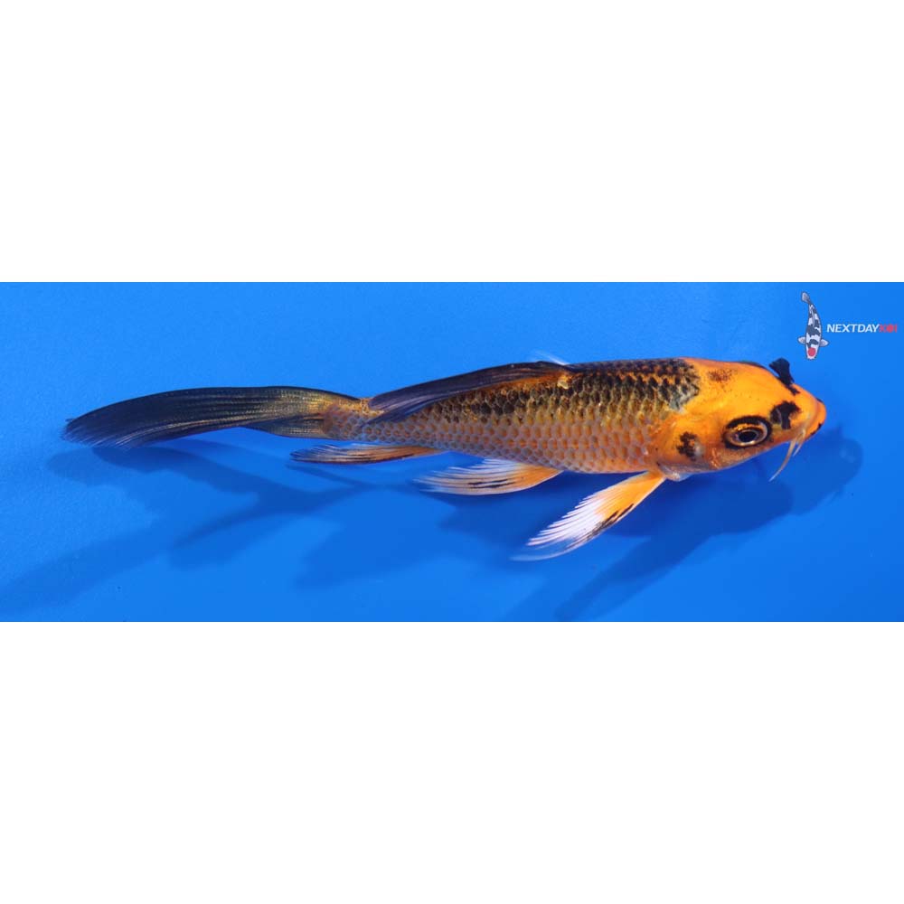 4.5” Imported Orenji Matsuba Butterfly Koi