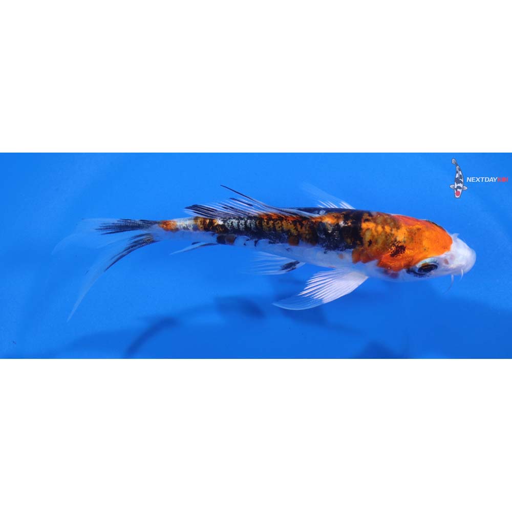 4.5” Imported Kin Kikokuryu Butterfly Koi
