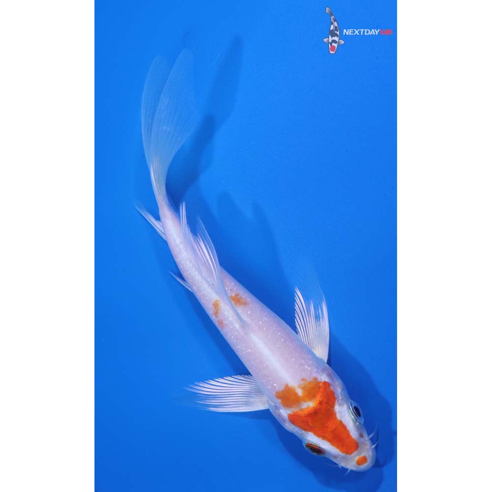 4.5” Imported Hariwake Butterfly Koi