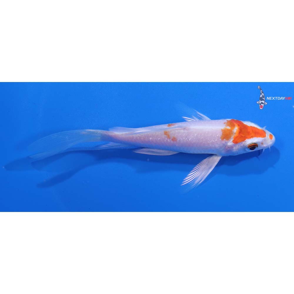 4.5” Imported Hariwake Butterfly Koi