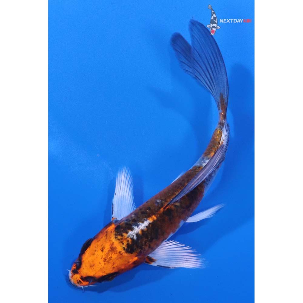 4.5” Imported Kujaku Butterfly Koi