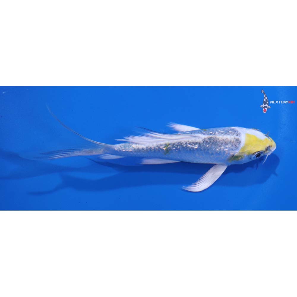 4” Imported Kujaku Butterfly Koi