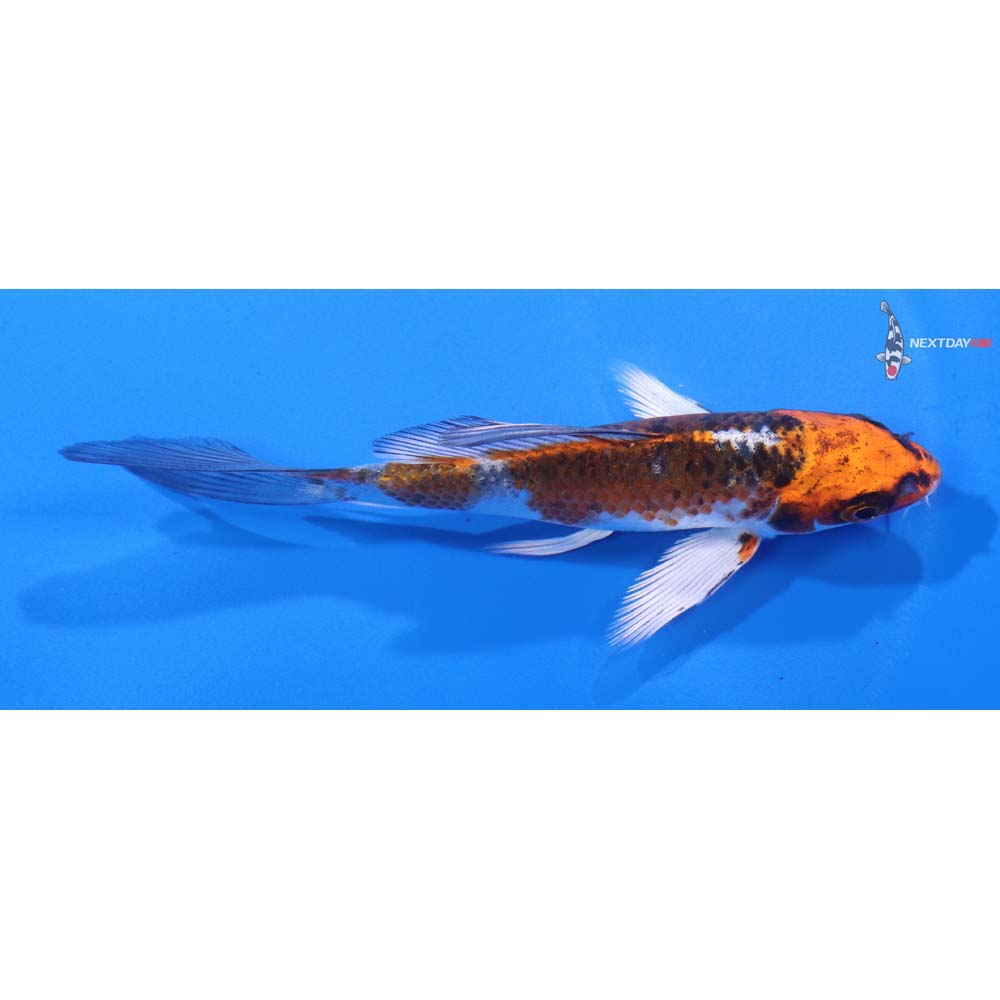 4.5” Imported Kujaku Butterfly Koi