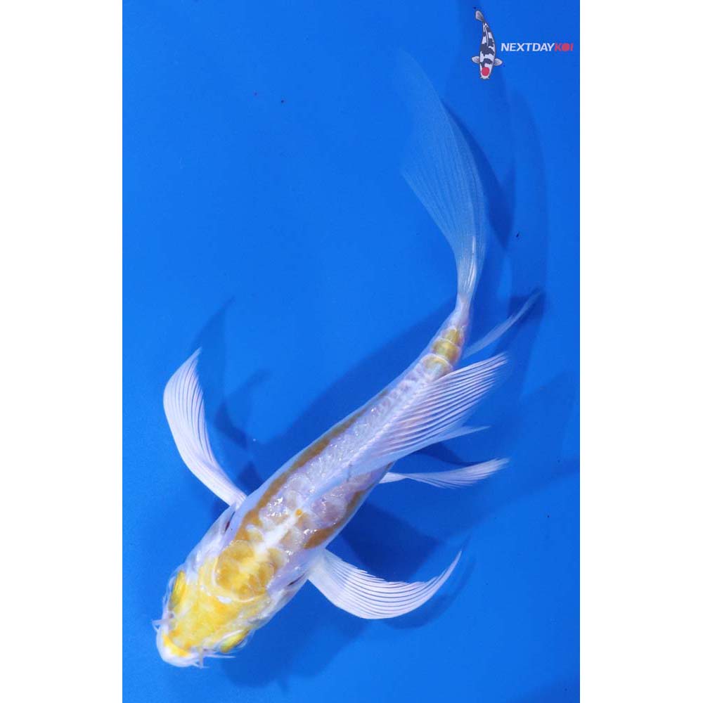 4.5” Imported Doitsu Lemon Hariwake Butterfly Koi