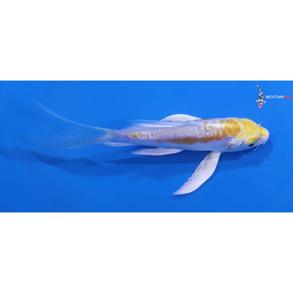4.5” Imported Doitsu Lemon Hariwake Butterfly Koi