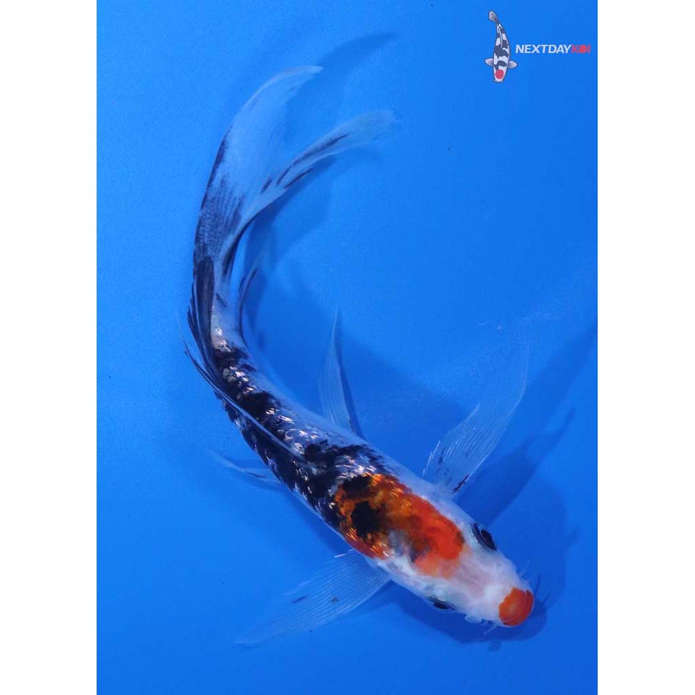 4.5” Imported Gin Rin Sanke Butterfly Koi