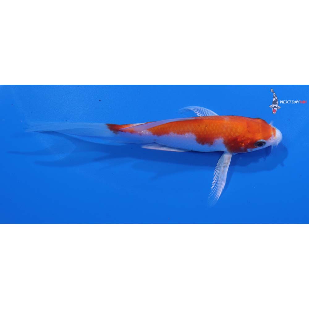 4.5” Imported Hariwake Butterfly Koi