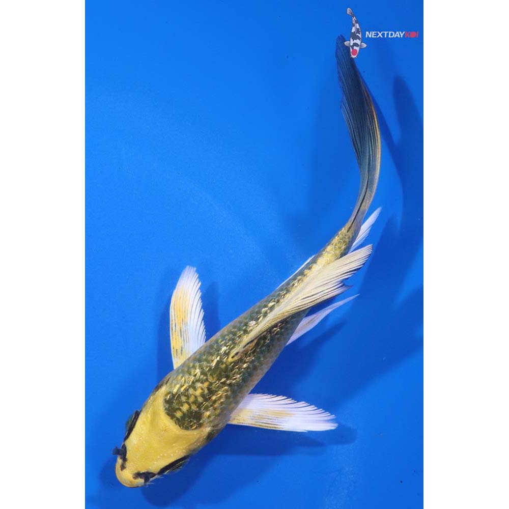 5” Imported Gin Rin Ki Matsuba Butterfly Koi