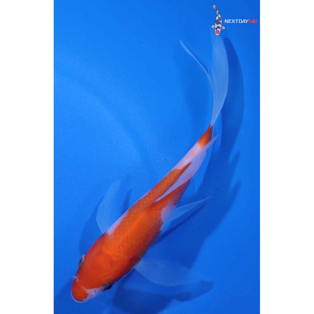 5” Imported Kohaku Butterfly Koi