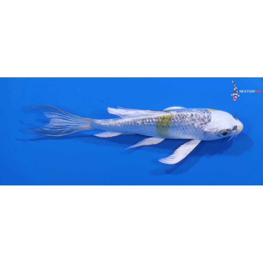 5” Imported Kujaku Butterfly Koi