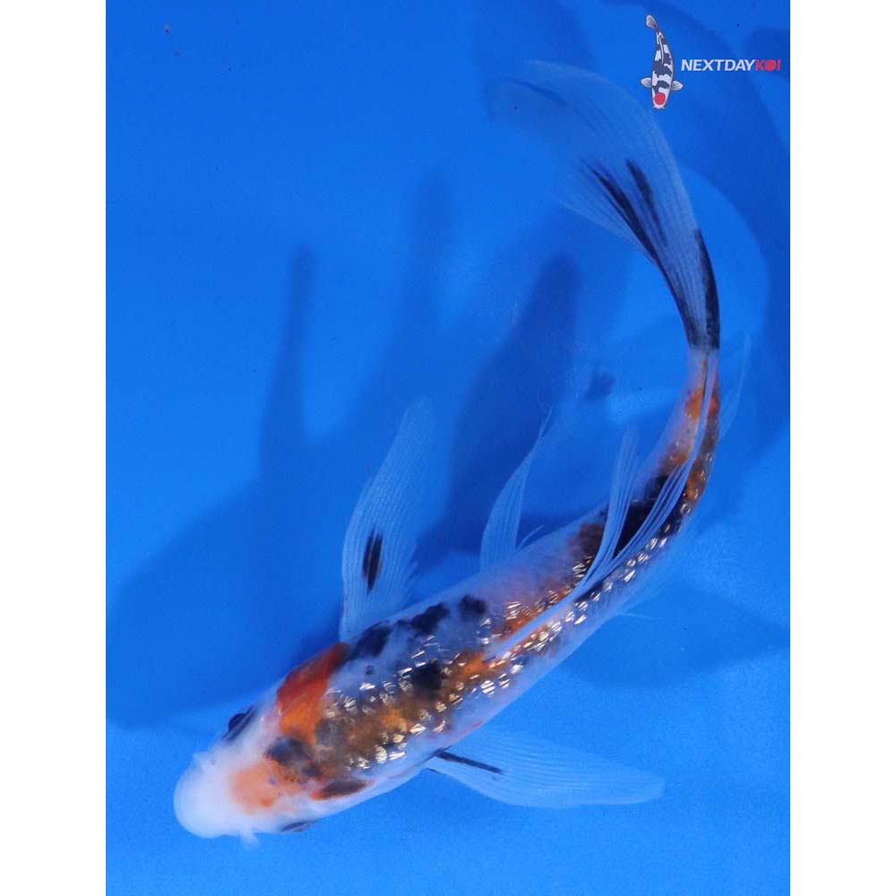 5” Imported Gin Rin Sanke Butterfly Koi