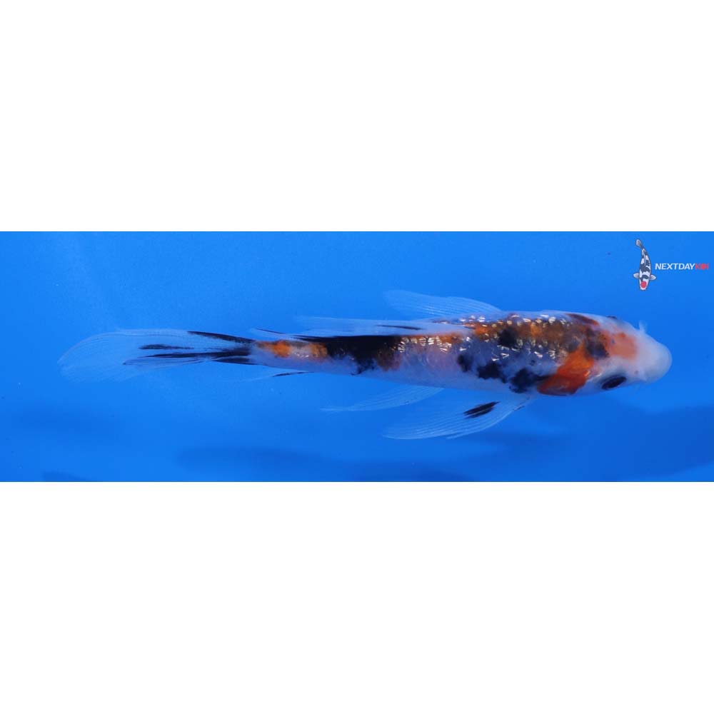 5” Imported Gin Rin Sanke Butterfly Koi