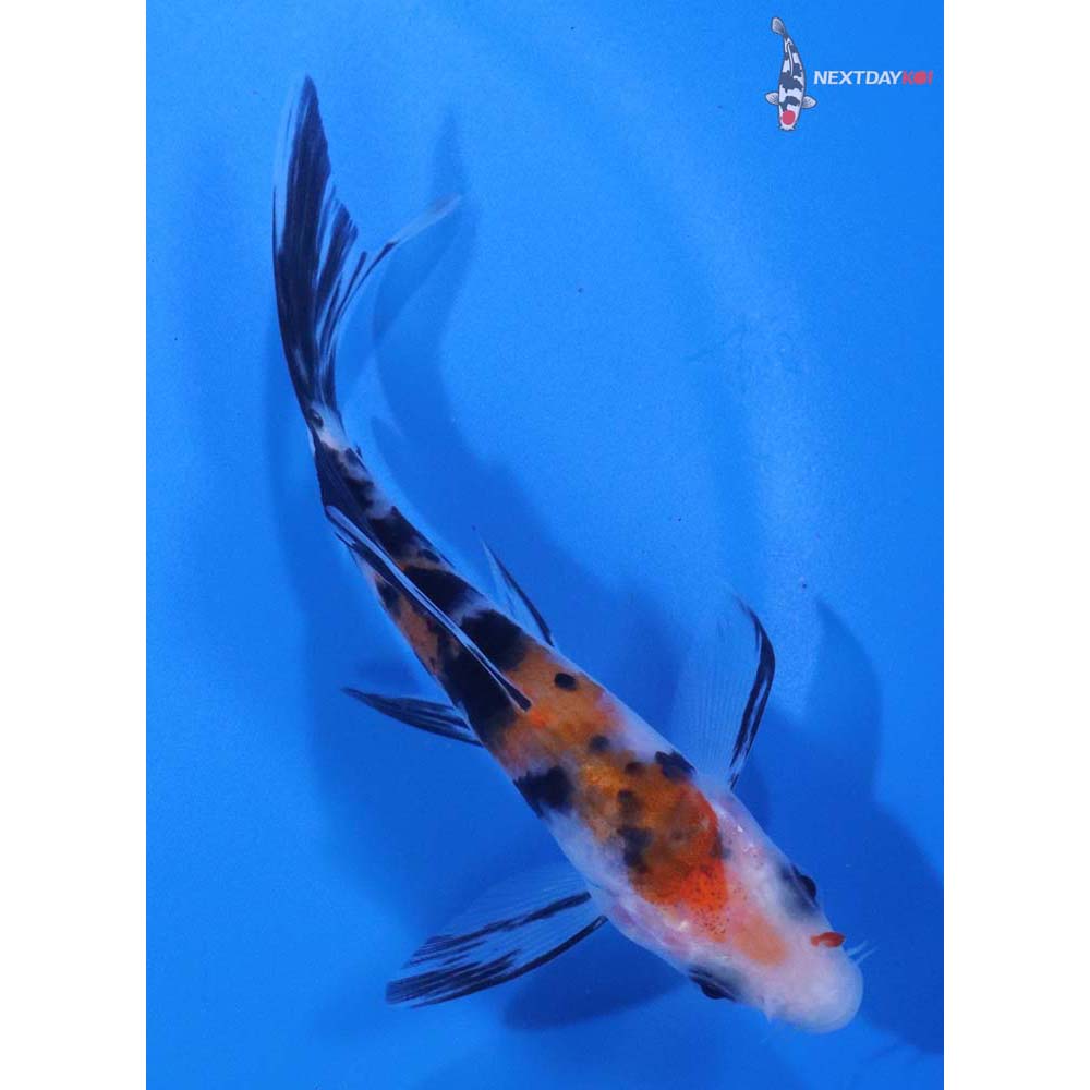 4” Imported Sanke Butterfly Koi
