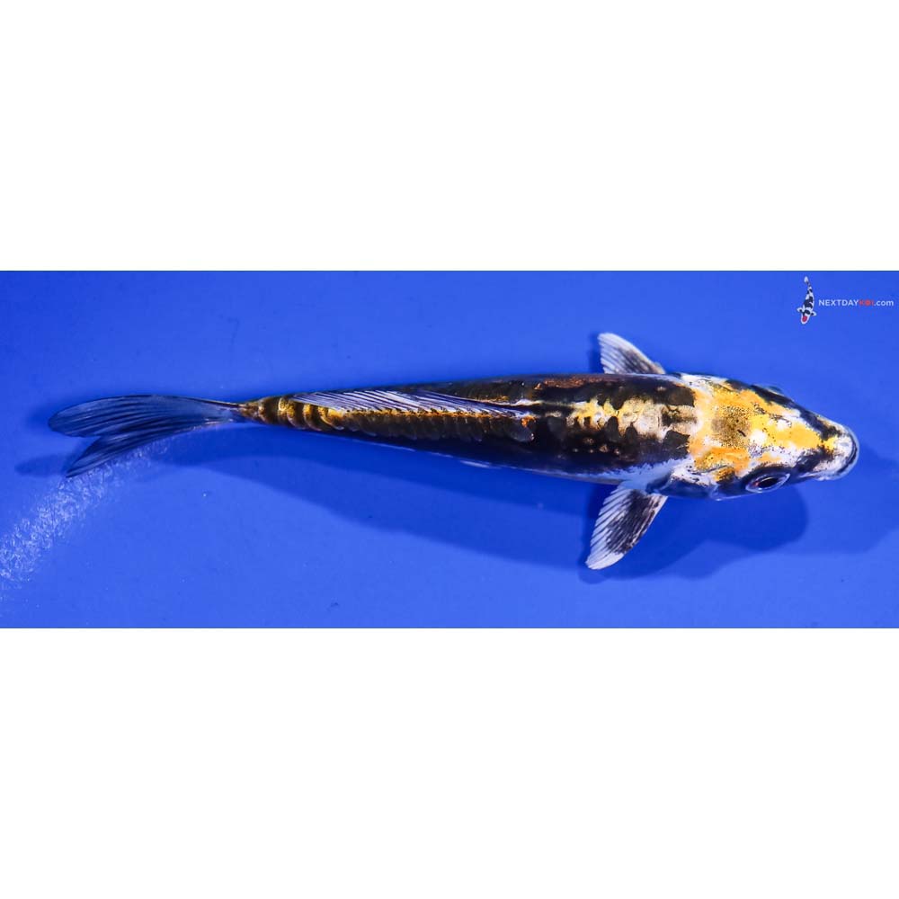 5” Imported Kin Kikokuryu