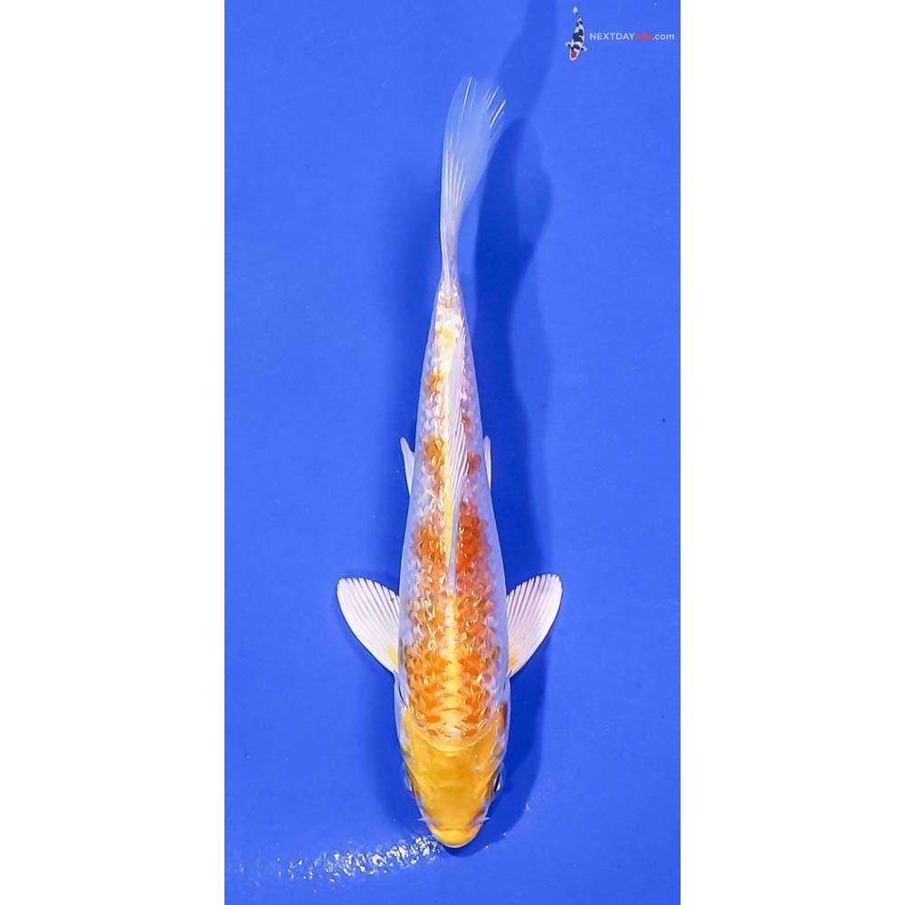 5” Imported Gin Rin Lemon Hariwake