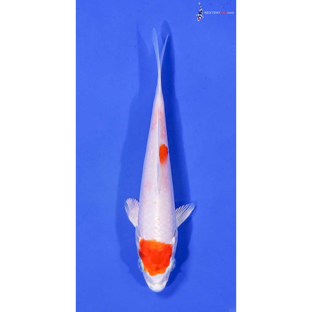 5” Imported Hariwake