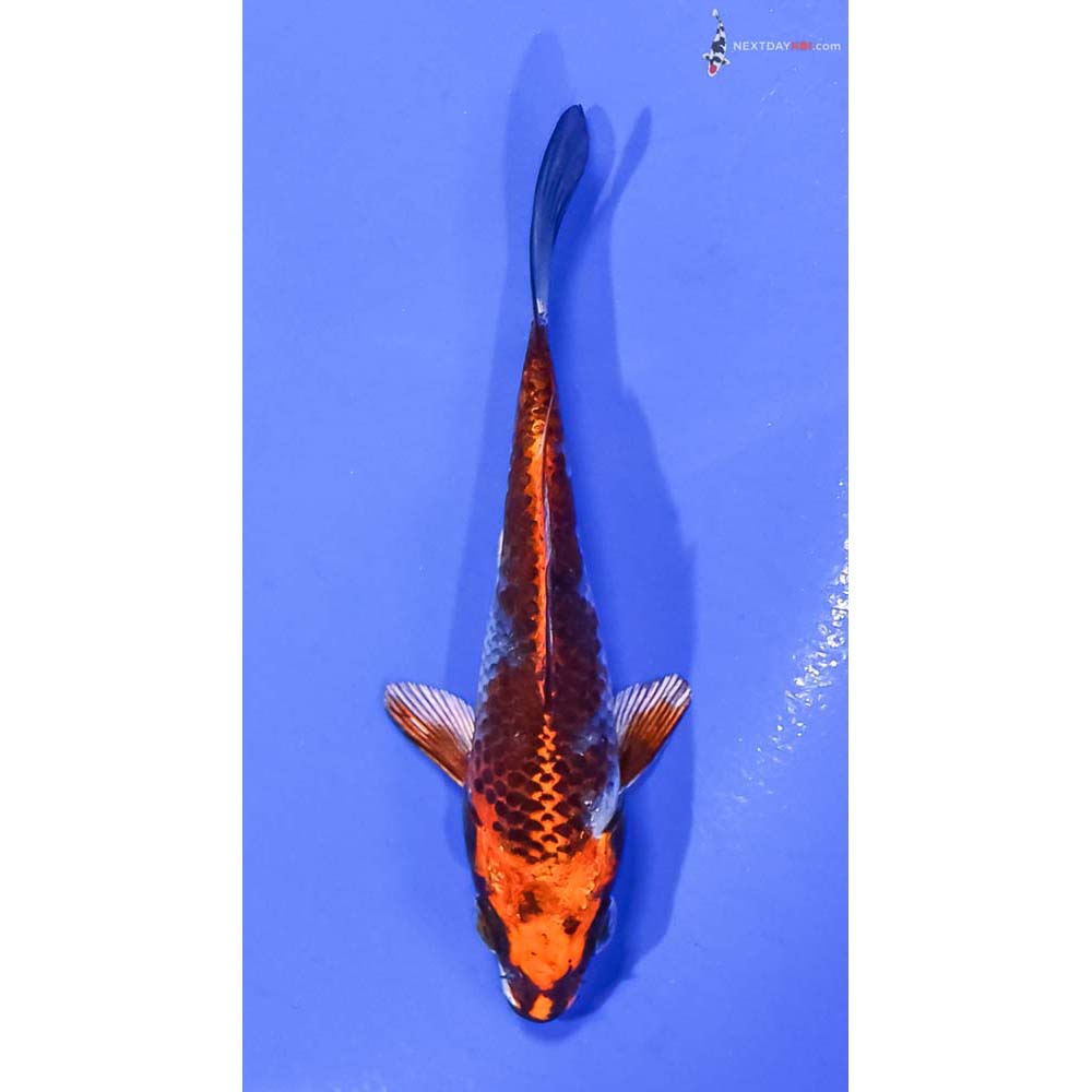 4.5” Imported Kujaku