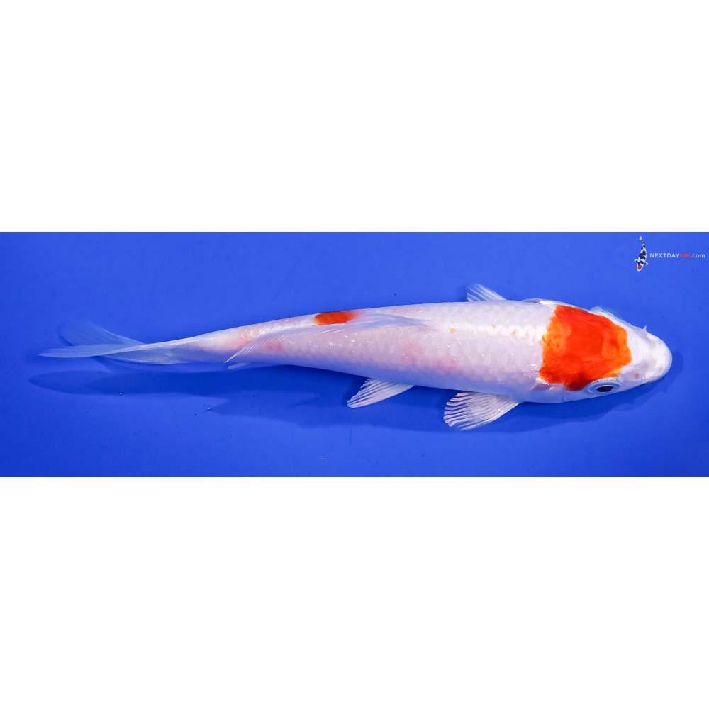 5” Imported Hariwake