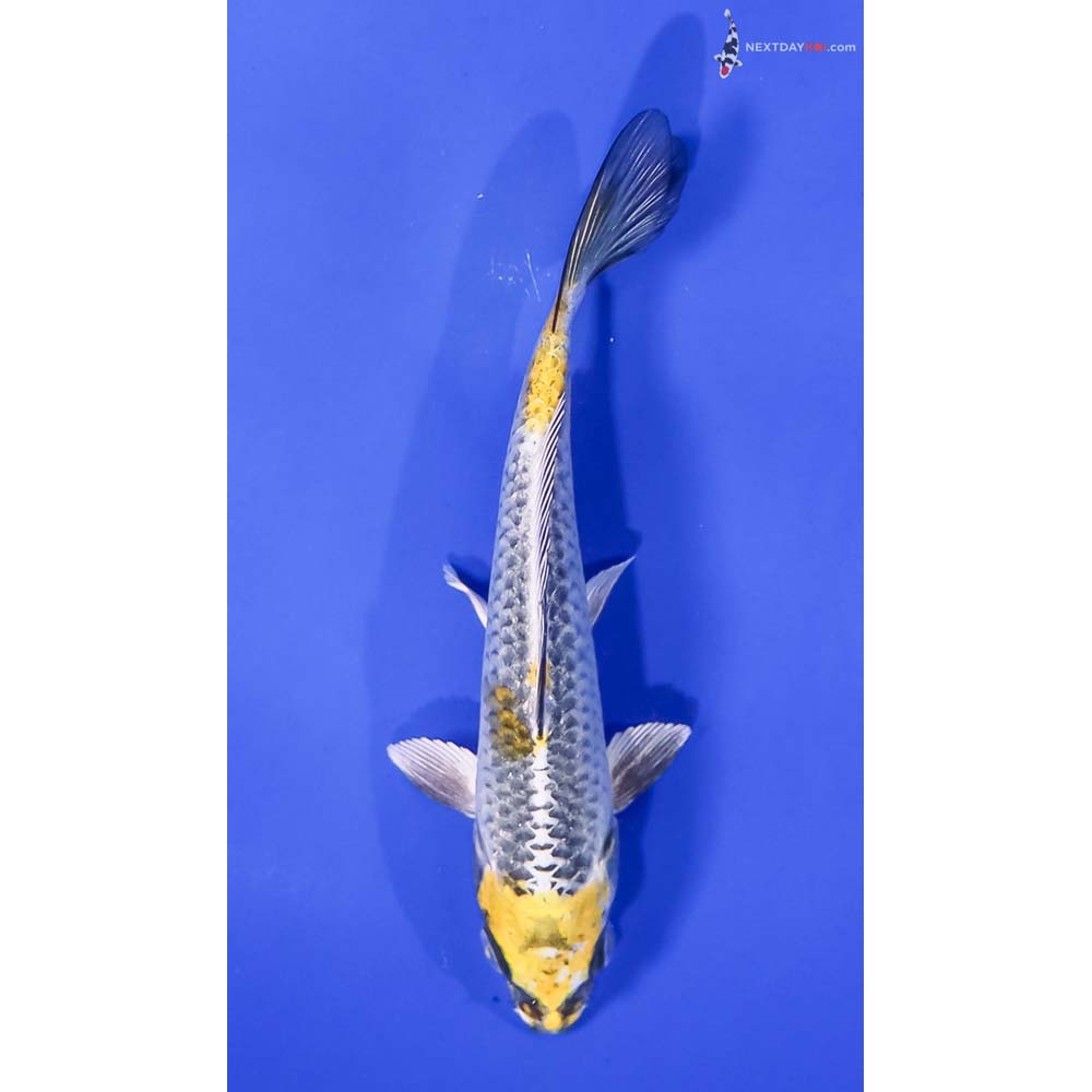 5” Imported Kujaku