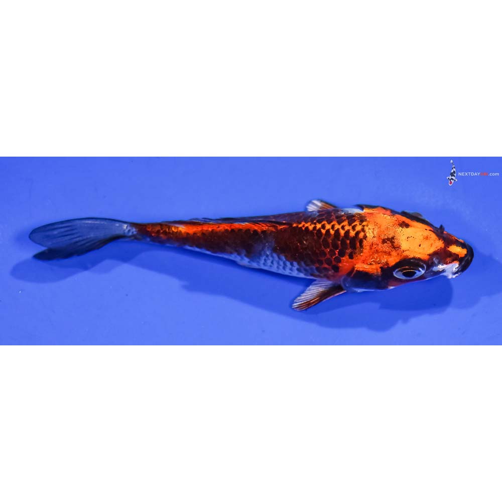 4.5” Imported Kujaku
