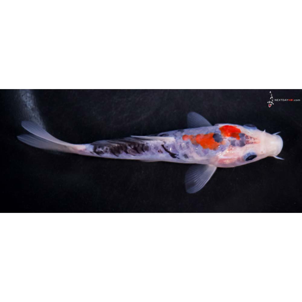 5” Imported Doitsu Sanke