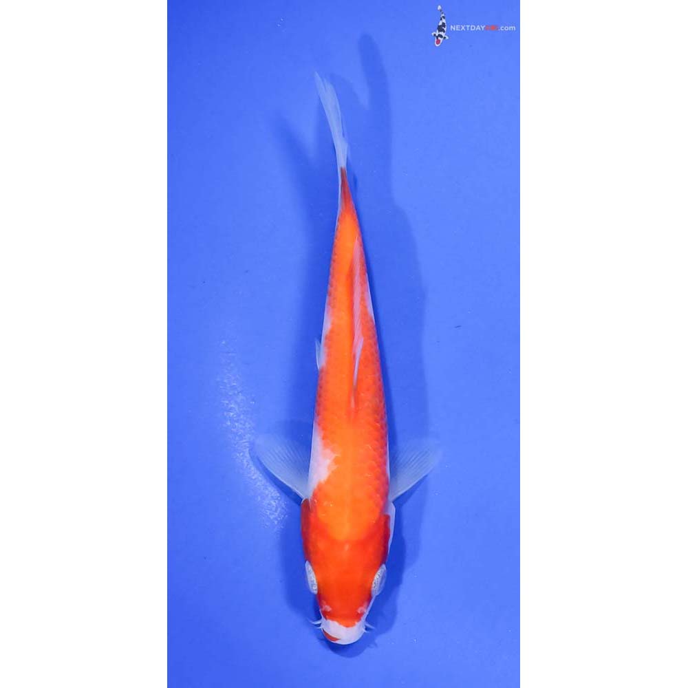 5.5” Imported Kohaku