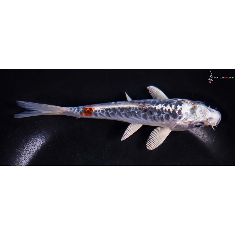 6” Imported Armor Scaled Blue Kujaku