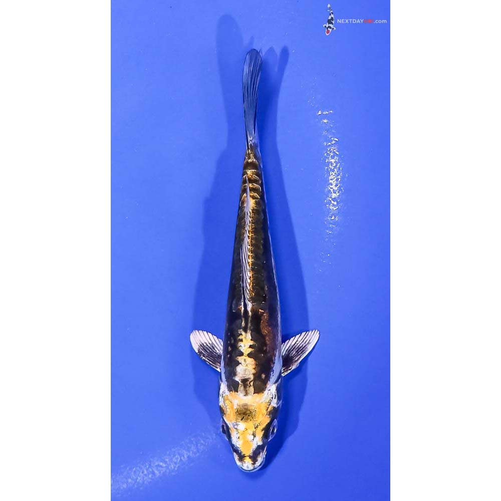 5” Imported Kin Kikokuryu