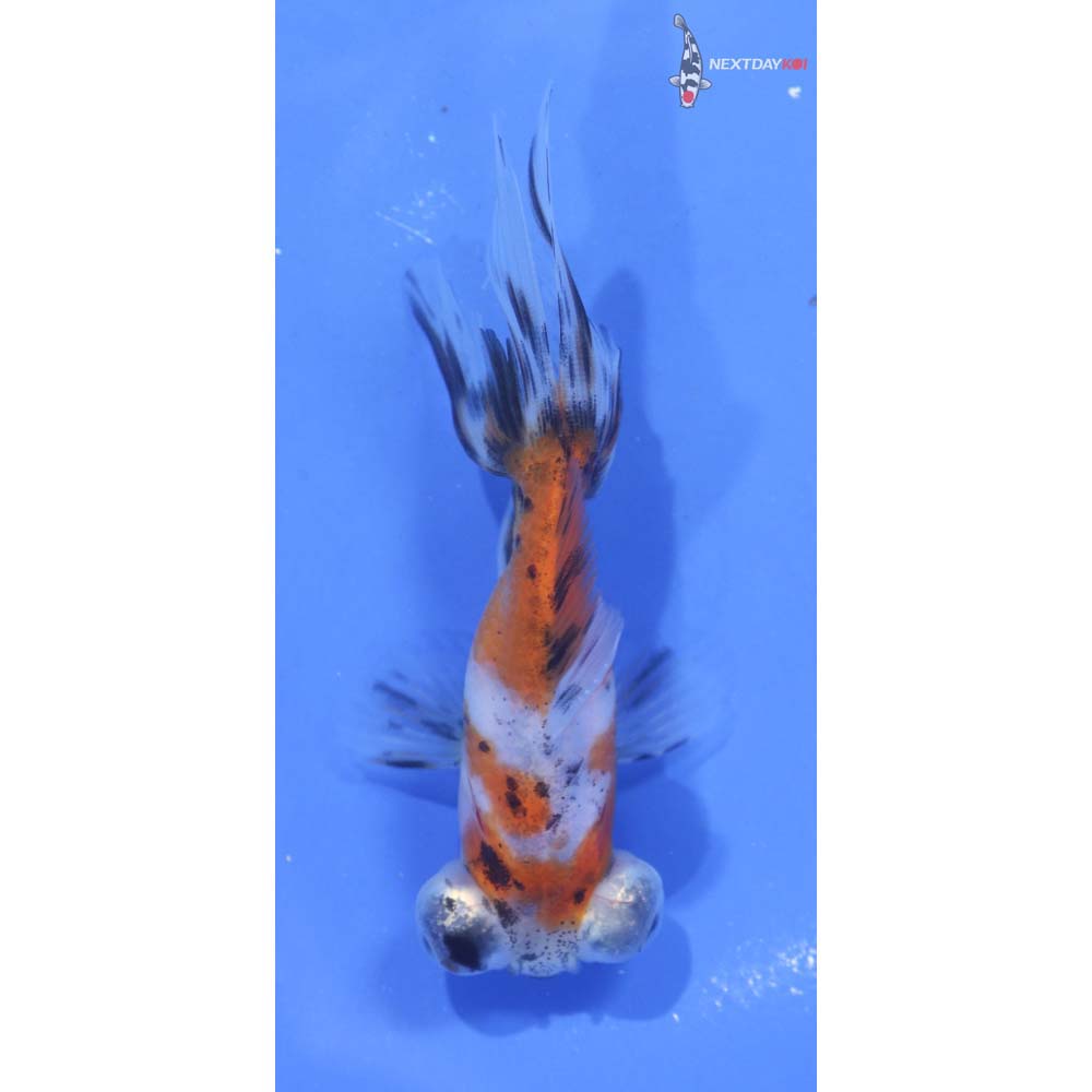 4” Imported Calico Telescope Fantail