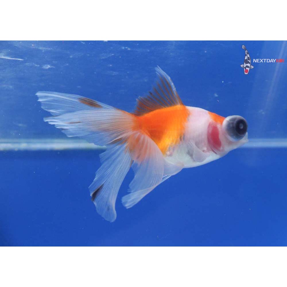 3.5” Imported Red and White Telescope Fantail