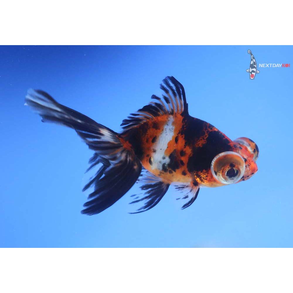 4” Imported Calico Telescope Fantail